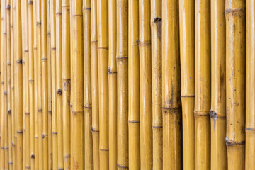 Tropical bamboo wall