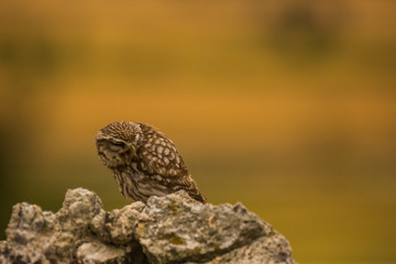 Little Owl in Montgai, Lleida, Spain