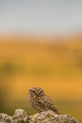 Little Owl in Montgai, Lleida, Spain