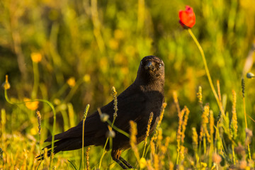 Raven in Montgai, Lleida, Spain