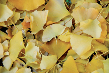 Yellow Ginko leaves on the ground