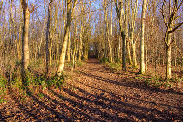 Fototapeta premium The Tail End of Scotlands Autumnal Season and Strident shadows caused by the late afternoon sun.