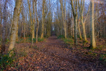 The Tail End of Scotlands Autumnal Season as Sunrays from the late afternoon sun reflect over the trees.