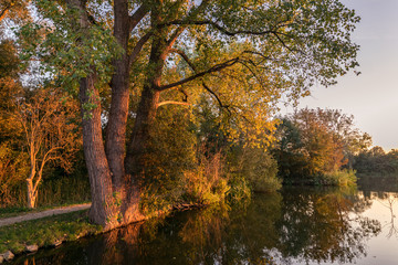 Trees along the water are illuminated by the setting sun