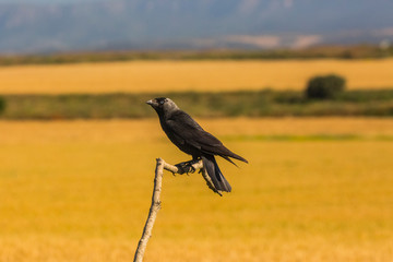 Raven in Montgai, Lleida, Spain