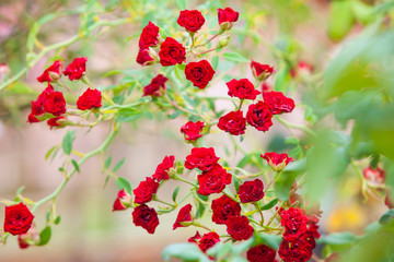 A bright red blossoming rose in the garden.