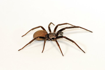 südliche Hausspinne (Kukulcania hibernalis) southern house spider