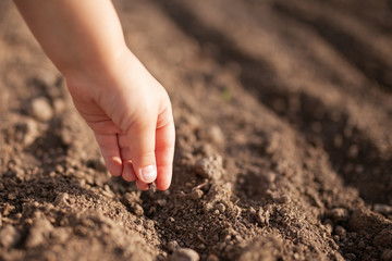 Closeup of small child's hand planting a seed in soil