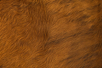 Animal hair of fur cow leather texture background.Natural Fluffy brown cowhide skin.