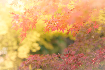 Autumn red and yellow Japanese maple leaf in garden with sunlight.