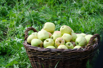 Obsternte, Äpfel im Korb