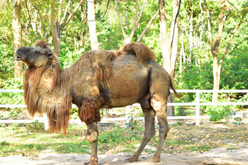 The Camel on the Open Zoo