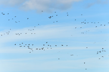 A flock of birds in the blue sky.