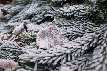 Brown linden leaf on green spruce fir tree branch with snow and frosting close up macro