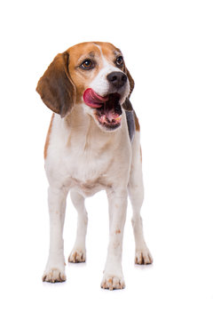 Licking beagle dog standing isolated on white background