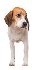 Adult beagle dog standing isolated on white background