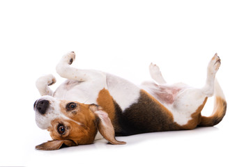 Adult beagle dog lying on back isolated on white background