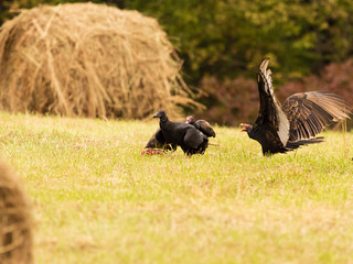 The Squabble