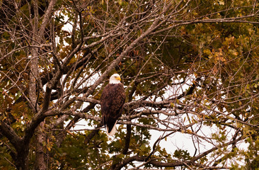 Hunter turned Scavenger