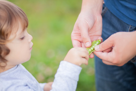 Adorable little girl eating sweet peas from farher's hands