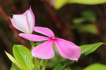 flower in Vietnam