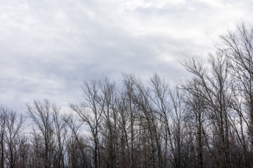 Fototapeta na wymiar Silhouette of a tree against a sky.