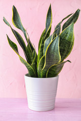 Beautiful sansevieria in flowerpot on color table