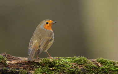 A portrait of a Robin (Erithacus rubecula) standing on a mossy log.