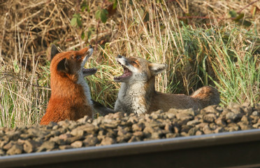 A dog and a vixen Red Foxes (Vulpes vulpes) with both their mouths wide open, showing their teeth, facing each other during their courtship behaviour.
