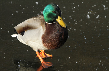 A male Mallard Duck (Anas platyrhynchos) standing on a frozen lake.
