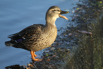 A quacking female Mallard Duck (Anas platyrhynchos) standing on the edge of a weir.