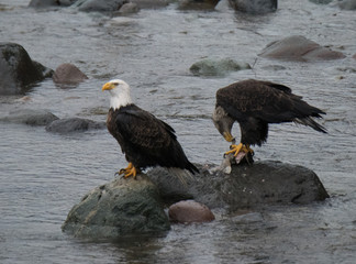 Bald Eagle inFlight