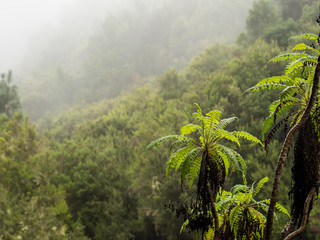 Green ferns above the misty rainforest canopy
