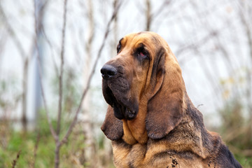 Dog breed bloodhound portrait on nature