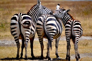 Zebrafamilia