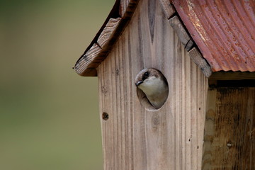 A female Tree Swallow perches in the doorway of her nest box on a dreary spring day.