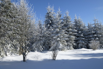 Das Naturschutzgebiet "Rotes Moor" im Winter, Biosphärenreservat Rhön, Hessen, Deutschland