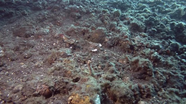 Pair Dragons go on the seabed. Little Dragonfish or Short Dragonfish - Eurypegasus draconis, Bali, Oceania, Indonesia