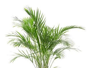 Decorative Areca palm on white background