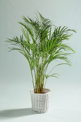 Decorative Areca palm on light background