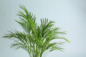 Decorative Areca palm on light background