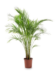 Decorative Areca palm on white background