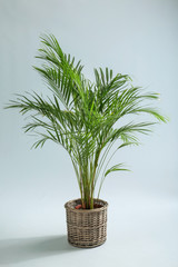 Decorative Areca palm on light background