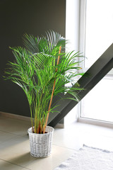 Pot with decorative Areca palm on floor in room