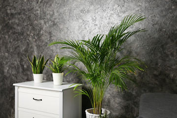 Decorative Areca palm in room near grunge wall