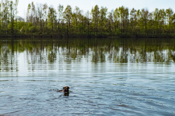 Hund schwimmt im Wasser
