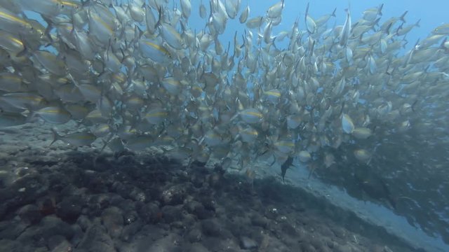 Massive school of Yellowstripe Scad - Selaroides leptolepis swim in the blue water over the rocky bottom. Bali, Oceania, Indonesia