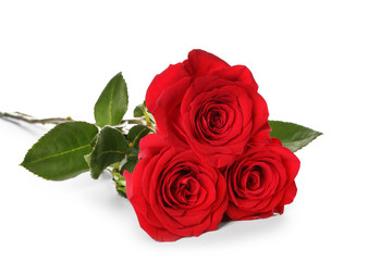 Beautiful red roses on white background