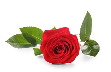 Fototapeta premium Beautiful red rose on white background