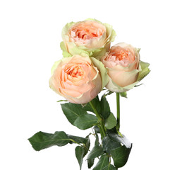 Beautiful roses on white background